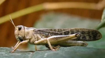 تحرك عاجل بشمال سيناء.. الزراعة توضح حقائق انتشار الجراد بعد أنباء متداولة